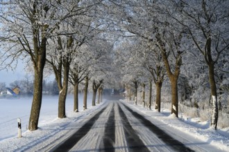 Snowy avenue with bare trees and a road in a wintry landscape, trees of an alley with hoarfrost