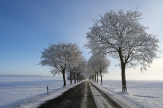 Snowy road through a row of trees under a clear, blue sky, trees on an avenue with hoarfrost