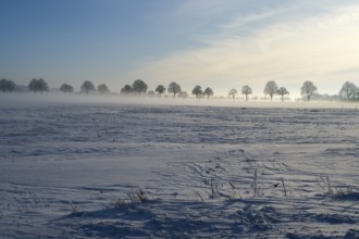 Wide field in winter with trees on the horizon and fog, between Bülten and Solschen, Ilsede, Peine
