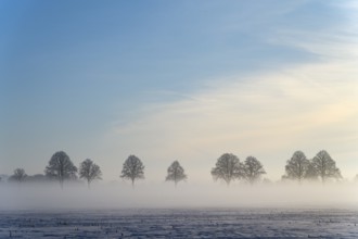 Row of trees standing in fog against a blue sky, between Bülten and Solschen, Ilsede, Peine