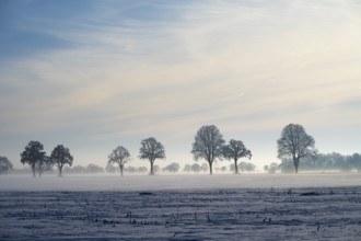 Trees standing in a row in fog with slightly cloudy sky, between Bülten and Solschen, Ilsede, Peine