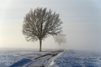 Snowy landscape with a row of trees along a road in fog, between Bülten and Solschen, Ilsede, Peine