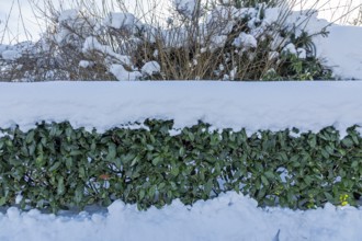 Snowy hedge, winter, snow, Sieversen, Samtgemeinde Rosengarten, Lower Saxony, Germany