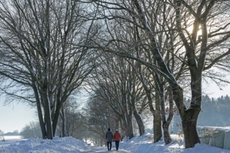 People walking in snow, snowy road, trees, winter, Sieversen, Samtgemeinde Rosengarten, Lower
