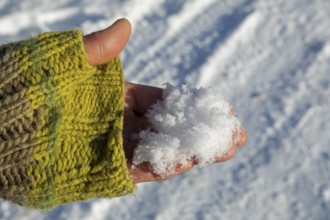 Snow in one hand, winter, Sieversen, Samtgemeinde Rosengarten, Lower Saxony, Germany