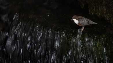 A dipper (Cynclus cinclus) sits at a small waterfall with dark, bubbling water, East Westphalia,