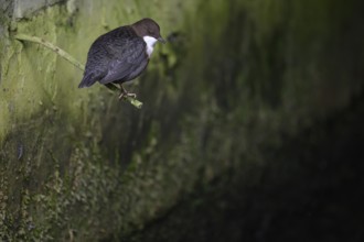 A dipper (Cynclus cinclus) sitting on a branch in front of a moss-covered wall in a quiet