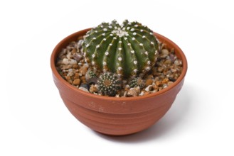 Potted 'Echinopsis Hybrid' cactus plant on white background