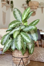Tropical 'Aglaonema Silver Bay' houseplant with silver pattern in basket pot in boho style living