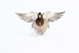 Flying mallard (anas platyrhynchos) in the snow, Vechta, Lower Saxony, Germany