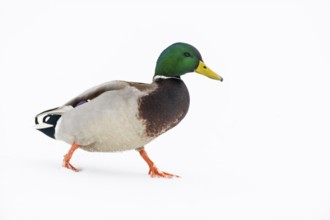 Mallard (anas platyrhynchos), Vechta, Lower Saxony, Germany