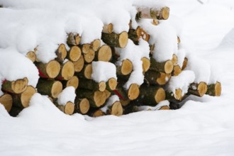 Firewood, logging in snow, forestry work, Vechta, Lower Saxony, Germany