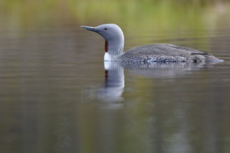 Red-throated diver (Gavia stellata) in breeding plumage on a lake in Sweden, Knuthöjdsmossen,