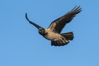 Hooded Crow (corvus corone corone) in flight, Feldberg Lakeland, Mecklenburg-Western Pomerania,