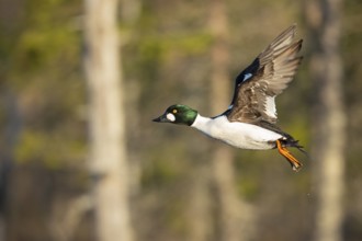 Flying goldeneye (Bucephala clangula), Knuthöjdsmossen, Hällefors, Örebro län, Sweden
