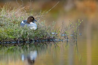 Common goldeneye (Bucephala clangula), Knuthöjdsmossen, Hällefors, Örebro län, Sweden