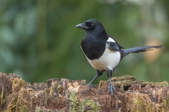 Magpie (Pica pica), Neuhaus, Lower Saxony, Germany