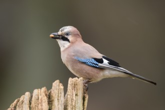 Eurasian jay (garrulus glandarius) at the winter feeding site, Neuhaus, Lower Saxony, Germany