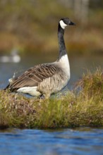 Canada goose (Branta canadensis) in breeding plumage on a lake in Sweden, Knuthöjdsmossen,