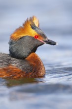 Slavonian grebe (Podiceps auritus) swimming on a lake, Västergötland, Falköping, Sweden