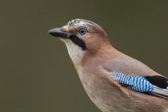 Eurasian jay (garrulus glandarius), Neuhaus, Lower Saxony, Germany