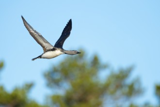 Flying red-throated diver (Gavia stellata) in breeding plumage on a lake in Sweden,