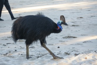 Southern cassowary (Casuarius casuarius) walking along the shore searching for food in the sand.
