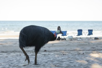 Southern cassowary (Casuarius casuarius) foraging on sand with tourists sitting in the background.