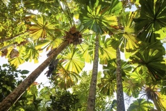 View of Queensland fanpalm (Licuala ramsayi) canopy and forest floor under tropical sunlight in