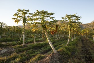 Harvest, Papaya Farm, Queensland, AustraliaRipe, fresh fruits hanging on trees in a tropical