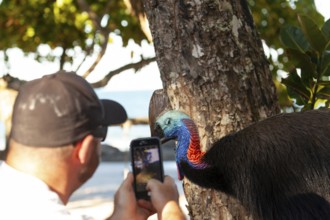 August 19, 2020. Man filming Southern cassowary (Casuarius casuarius) with phone as it walks