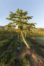 Harvest, Papaya Farm, Queensland, AustraliaRipe, fresh fruits hanging on trees in a tropical