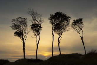 Beeches on the west beach of Fischland-Darss-Zingst at sunset, Baltic Sea, Ahrenshoop,