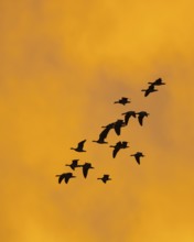 Greylag geese (anser anser) in front of the dawn, Zingst, Mecklenburg-Vorpommern, Germany