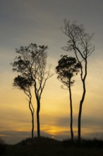 Beeches on the west beach of Fischland-Darss-Zingst at sunset, Baltic Sea, Ahrenshoop,