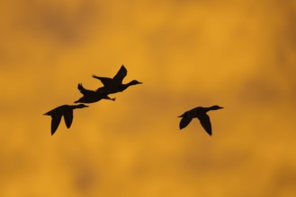 Mallard (Anas platyrhynchos) in front of the dawn, Zingst, Mecklenburg-Vorpommern, Germany