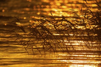 Reeds on the banks of the lagoon at sunrise, Zingst, Mecklenburg-Vorpommern, Germany