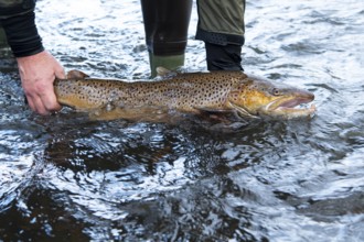 Electrofishing in the floodplain for sea trout and salmon, Wildeshausen, Lower Saxony, Germany