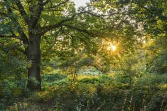Sunset in the forest near the Ahlhorn fish ponds, Ahlhorn, Lower Saxony, Germany