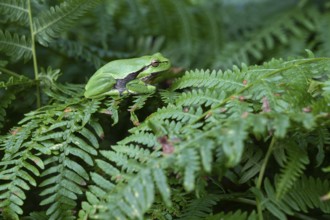 Tree frog (Hyla arborea) sitting on fern, Ahlhorn, Lower Saxony, Germany