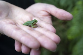 Young tree frog (Hyla arborea) sitting on a hand, Ahlhorn, Lower Saxony, Germany