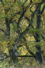 Oaks (Quercus) at the Ahlhorn fish ponds, Ahlhorn, Lower Saxony, Germany