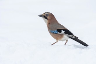 Eurasian jay (garrulus glandarius) in the snow, Neuhaus, Lower Saxony, Germany