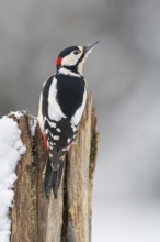 Great spotted woodpecker (dendrocopos major) at the woodpecker forge in the snow, Neuhaus im