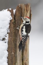 Middle spotted woodpecker (Leiopicus medius) at winter feeding in the snow, Vechta, Lower Saxony,