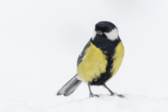 Great tit (Parus major) at the winter feeding site in the snow, Neuhaus im Solling, Holzminden,