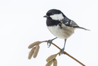 Fir tit (Periparus ater) in the snow, Neuhaus im Solling, Lower Saxony, Germany