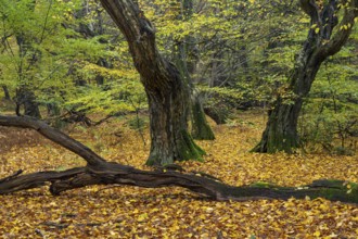 Old, gnarled trees in the Urwald Baumweg nature reserve in autumn, Hudewald, Emstek, Lower Saxony,