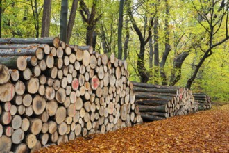 Logging in autumn in the forest, firewood, raw material, Ahlhorn, Lower Saxony, Germany