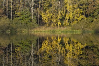 Autumn impression of Ahlhorn fish ponds, Ahlhorn, Lower Saxony, Germany